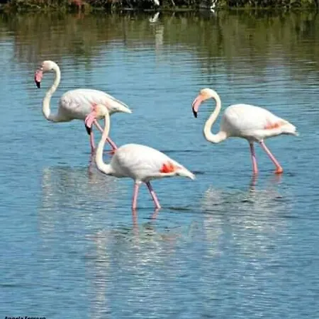 Casa Vacanza Valacca *